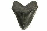 Fossil Megalodon Tooth - South Carolina #168033-2